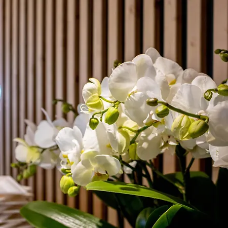 Hotel Cridola Dolomiti Experience Lorenzago Di Cadore