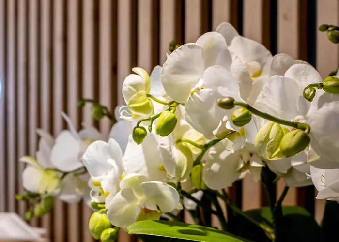 Hotel Cridola Dolomiti Experience Lorenzago Di Cadore